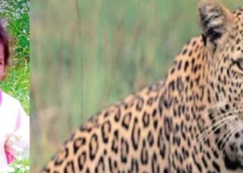 कनलोग के जंगल में मिला बच्ची का सिर ….. ढारे से बच्ची को उठा ले गया था तेंदुआ