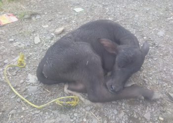 लोगों में मानवता हो रही समाप्त, ढली  दोहरी  में भैंस का नवजात बच्चा छोड़ कर आरोपी फरार
