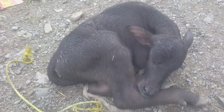 लोगों में मानवता हो रही समाप्त, ढली  दोहरी  में भैंस का नवजात बच्चा छोड़ कर आरोपी फरार