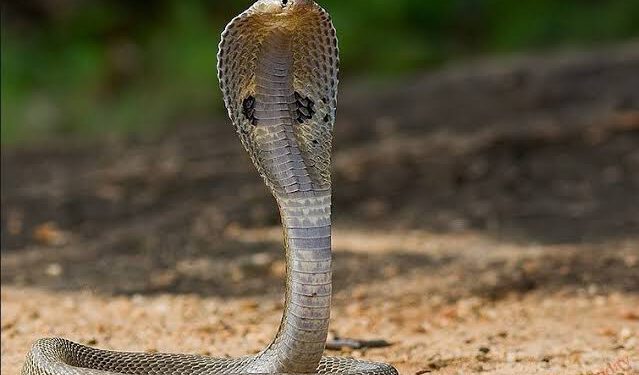 सांप के साथ स्टंट एक व्यक्ति को पड़ा महंगा, सांप को पकड़कर व्यक्ति ने मरवाया मुंह पर डंक,  मौत