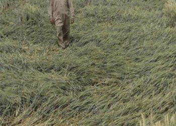 हरियाणा सरकार ने दिए स्पेशल गिरदावरी करवाने के निर्देश