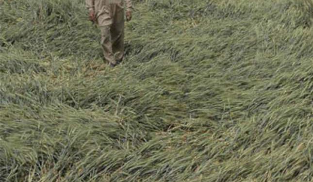 हरियाणा सरकार ने दिए स्पेशल गिरदावरी करवाने के निर्देश