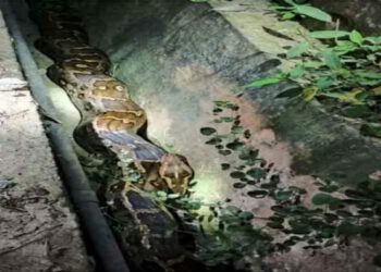 ऊना : अंबोटा में निकला विशालकाय अजगर, खौफनाक मंजर देखकर दहशत में ग्रामीण