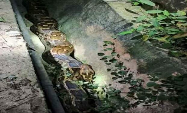 ऊना : अंबोटा में निकला विशालकाय अजगर, खौफनाक मंजर देखकर दहशत में ग्रामीण