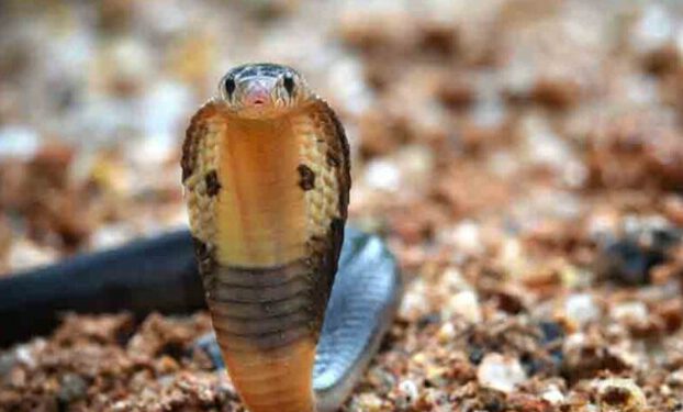 तीन को डंसा सांप ने