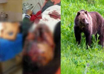 शिमला : गश्त पर निकले वन कर्मियों पर भालू ने किया हमला, बुरी तरह लहूलुहान