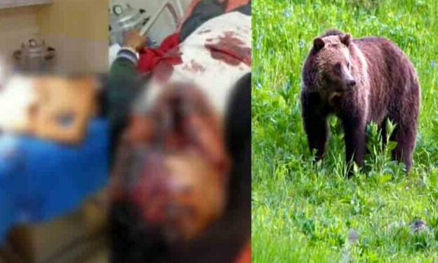 शिमला : गश्त पर निकले वन कर्मियों पर भालू ने किया हमला, बुरी तरह लहूलुहान