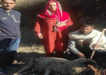 भालू  की दहशत;  10 भेड़ बकरियों को उतारा मौत के घाट…..