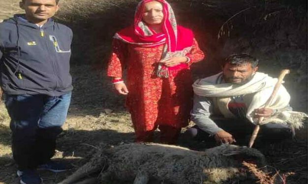 भालू  की दहशत;  10 भेड़ बकरियों को उतारा मौत के घाट…..