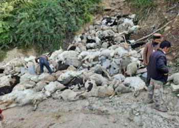 गेजटा व भरोट गांव के पास फिर हुआ दर्दनाक हादसा, रात के अंधेरे में नाले में गिर कर 250 से अधिक भेड़-बकरियों की मौत…..15 दिन पहले भी हुआ था ऐसा ही हादसा