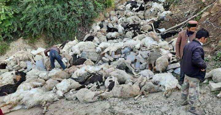 गेजटा व भरोट गांव के पास फिर हुआ दर्दनाक हादसा, रात के अंधेरे में नाले में गिर कर 250 से अधिक भेड़-बकरियों की मौत…..15 दिन पहले भी हुआ था ऐसा ही हादसा