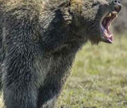 खेत जा रही महिला पर झपटा भालू, बुरी तरह लहूलुहान