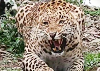 तेंदुए ने घास काटने गई महिला पर  किया हमला, टांग में गाड़ दिए दांत