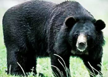 भालू के हमले से एक व्यक्ति घायल…