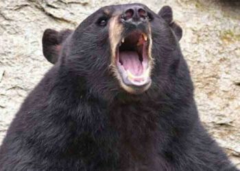भालू  ने एक  व्यक्ति पर बोला हमला
