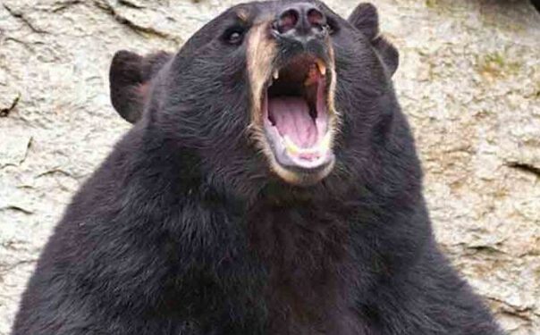 भालू ने एक व्यक्ति पर बोला हमला