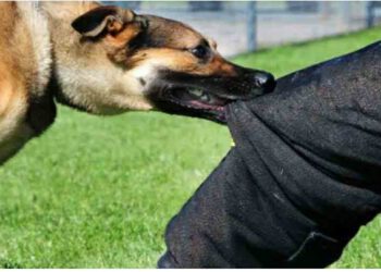 पागल कुत्तों ने 2 दिन में 22 लोगों पर किया हमला