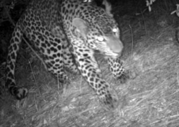 शिमला के कनलोग के जंगल में पांच तेंदुए घूम रहे , कैमरा में हुए ट्रैप