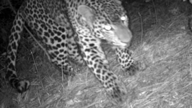 शिमला के कनलोग के जंगल में पांच तेंदुए घूम रहे , कैमरा में हुए ट्रैप