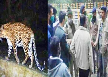 शिमला शहर में तेंदुए का आतंक : 5 वर्षीय मासूम को  आदमखोर तेंदुए द्वारा उठाने का अंदेशा, अभी तक नहीं लगा कोई सुराग