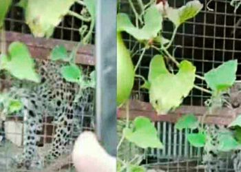 तेंदुए का आतंक, 70 मुर्गियों को बनाया शिकार, मालिक ने पिंजरे में किया बंद..…..