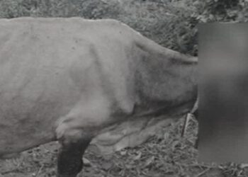 खड्ड में अचानक हुआ विस्फोट, घास चर रही गाय का जबड़ा हुआ…