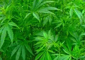 हिमाचल में भांग की खेती को कंट्रोल वे में किया जा सकता है लीगेलाइज, मुख्यमंत्री ने दिए संकेत…..