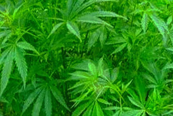 हिमाचल में भांग की खेती को कंट्रोल वे में किया जा सकता है लीगेलाइज, मुख्यमंत्री ने दिए संकेत…..