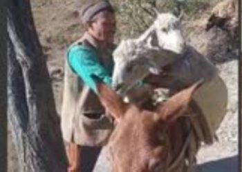 मैहला के अंतर्गत आने वाले दर्जन भर गांवों में फैली खुरमुंह बीमारी, पशुपालक परेशान, जिला प्रशासन और पशुपालन विभाग से लगाई पशुधन को बचाने की गुहार