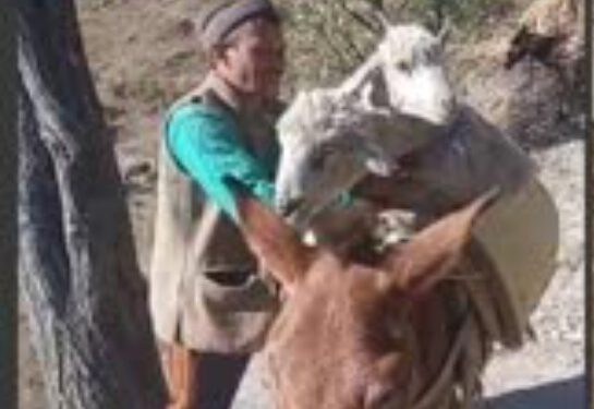 मैहला के अंतर्गत आने वाले दर्जन भर गांवों में फैली खुरमुंह बीमारी, पशुपालक परेशान, जिला प्रशासन और पशुपालन विभाग से लगाई पशुधन को बचाने की गुहार