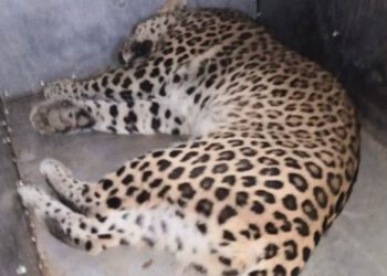 आखिरकार शिमला में पकड़ा गया तेंदुआ, कनलोग और डाउनडेल से उठाया था दो बच्चों को……