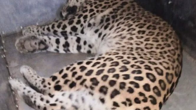 आखिरकार शिमला में पकड़ा गया तेंदुआ, कनलोग और डाउनडेल से उठाया था दो बच्चों को……