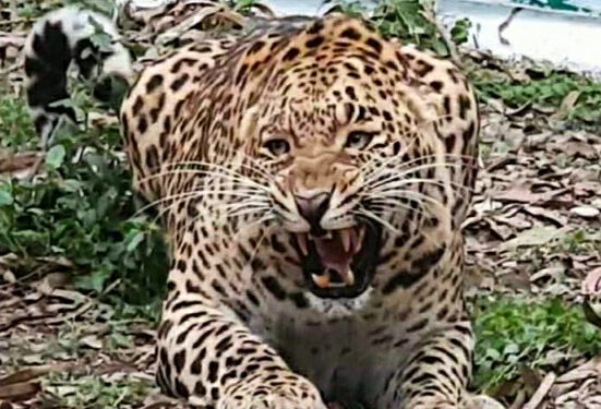 बकरे को बचाने  के लिए  खूंखार तेंदुए से भिड़ी महिला……