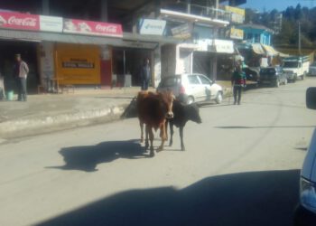बेसहारा पशुओं का आश्रय स्थल बने जुब्बड़-धार, कुछ तो करो सरकार