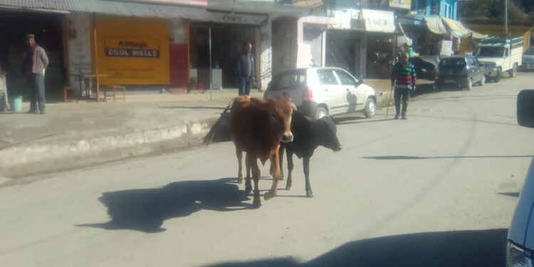 बेसहारा पशुओं का आश्रय स्थल बने जुब्बड़-धार, कुछ तो करो सरकार