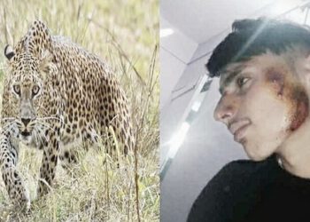 तेंदुए का आतंक जारी – बाइक सवार युवक पर किया हमला, घायल