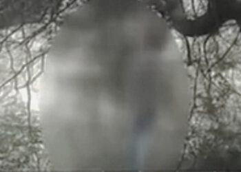 कोटखाई के जंगल में पेड़ से फंदा लगाकर व्यक्ति ने की अपनी जीवन लीला समाप्त