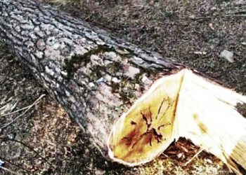 वन काटुओं ने देवदार के पेड़ों पर चलाई कुल्हाड़ी