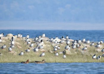 पौंग झील वन्यजीव अभयारण्य स्थल में  बड़ी पक्षियों की संख्या, पहली बार देखा गया ये पक्षी, देखिए खूबसूरत तस्वीरें