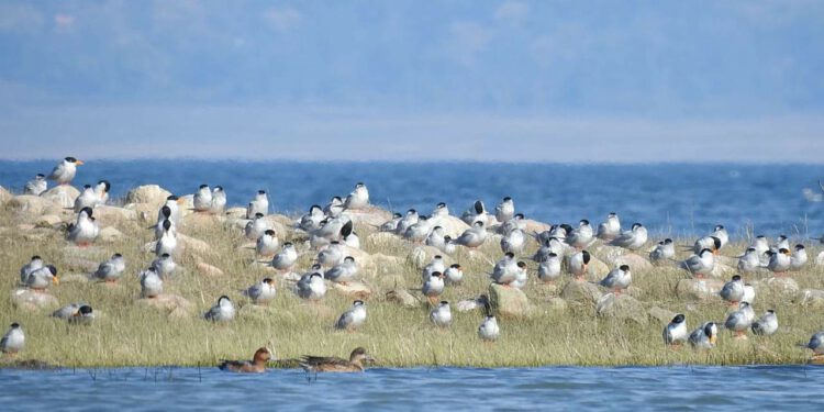 पौंग झील वन्यजीव अभयारण्य स्थल में बड़ी पक्षियों की संख्या, पहली बार देखा गया ये पक्षी, देखिए खूबसूरत तस्वीरें