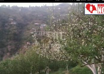 ओलावृष्टि के तुरंत बाद बागवान अपने बगीचों में करें ये 3 बार स्प्रे, देखिए बागवानी विभाग की और से जारी शेड्यूल……