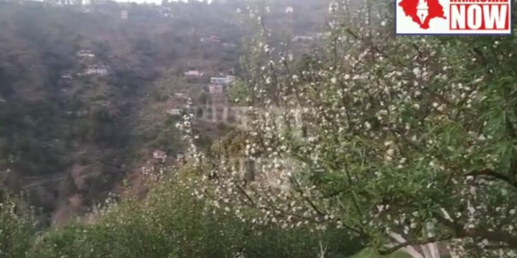 ओलावृष्टि के तुरंत बाद बागवान अपने बगीचों में करें ये 3 बार स्प्रे, देखिए बागवानी विभाग की और से जारी शेड्यूल……