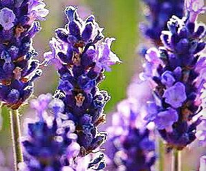 लैवेंडर की खेती को प्रोत्साहित करने के लिए योजना तैयार कर रही प्रदेश सरकार: मुख्यमंत्री