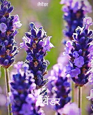 लैवेंडर की खेती को प्रोत्साहित करने के लिए योजना तैयार कर रही प्रदेश सरकार: मुख्यमंत्री