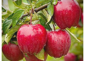 मौजूदा सेब सीजन के लिए एचपीएमसी सीए स्टोर्स में भंडारण दरें तय