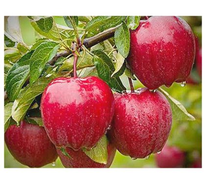 मौजूदा सेब सीजन के लिए एचपीएमसी सीए स्टोर्स में भंडारण दरें तय