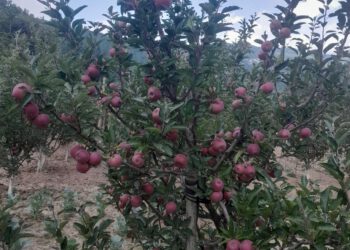 सेब सीजन : बाहरी राज्यों के ट्रक चालकों को विशेष पथ कर से छूट