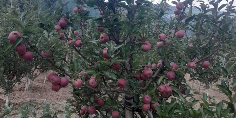 सेब सीजन : बाहरी राज्यों के ट्रक चालकों को विशेष पथ कर से छूट