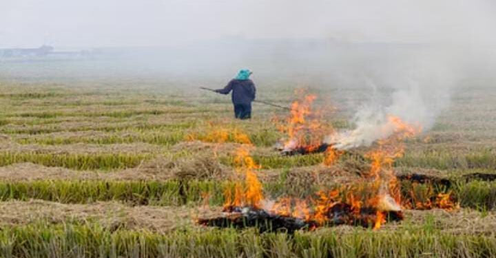 पंजाब में जल रही है पराली,  मान ने मोदी पर कसा तंज, कहा-यूक्रेन युद्ध रुकवा सकते हैं तो पराली का धुआं क्यों नहीं