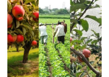 मौजूदा सूखे से निपटने के लिए किसानों और  बागवानों के लिए नौणी विश्वविद्यालय ने की एडवाइजरी जारी, देखिए क्या करना है और क्या नहीं….